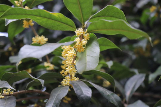 桂花秋桂