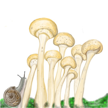 蘑菇與蝸牛