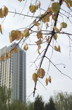 太原市的深秋