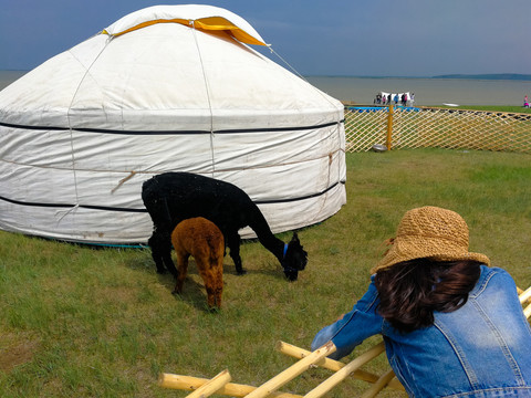 草原旅游蒙古包羊驼