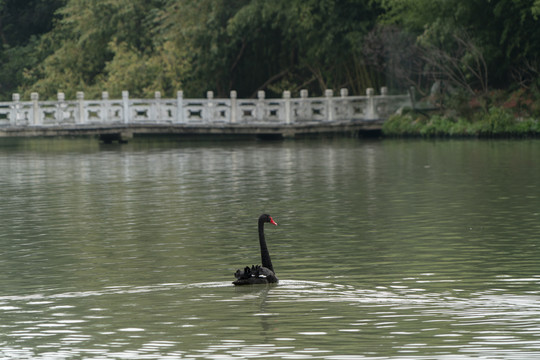 扬州瘦西湖