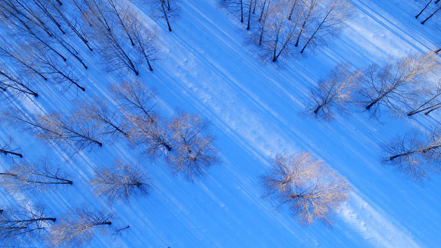 雪原树林