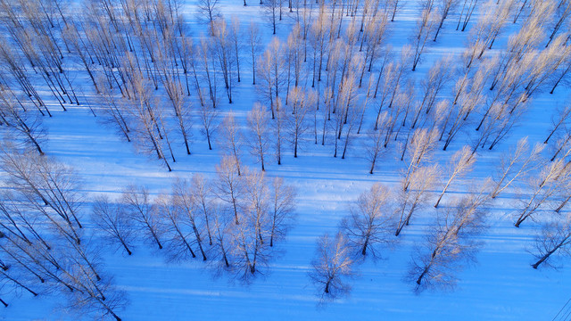 航拍雪原雪域树林