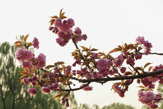 樱花