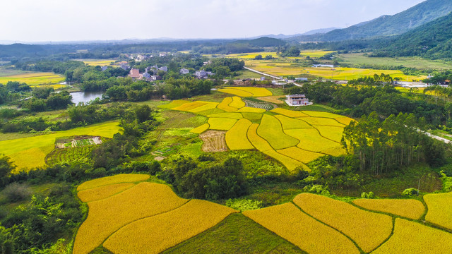 丰收景象