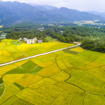 田野