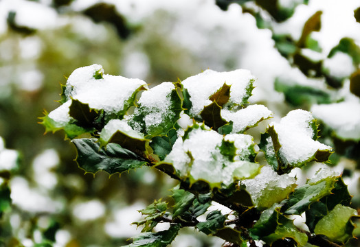 雪枝