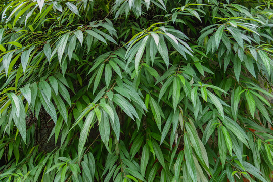 植物背景墙