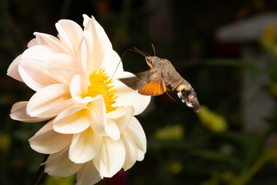 蜂鸟鹰蛾与花