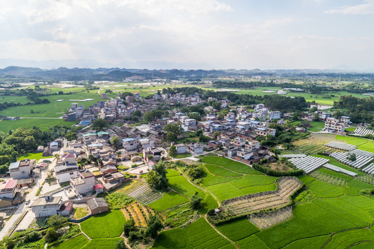 水稻田