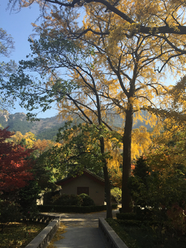 青岛崂山太清宫秋天的景色