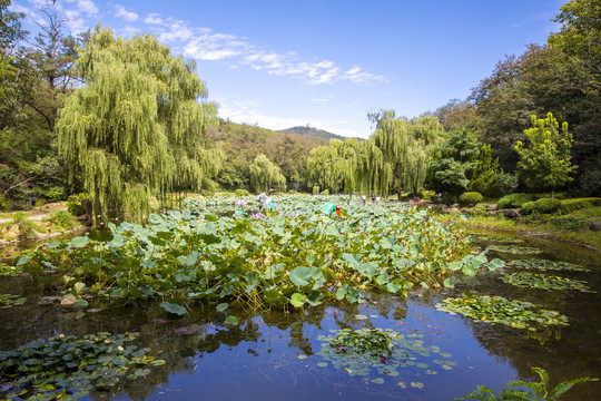 大连棒槌岛