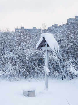 雪地风情