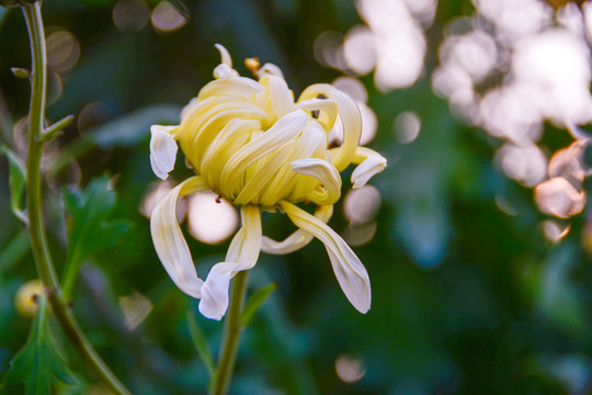 花蕾