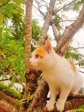 猫咪的眼神