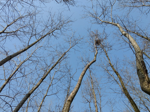 鸟窝树枝上的鸟巢