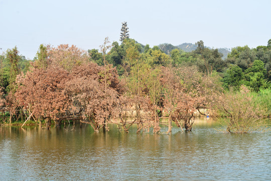 湿地公园