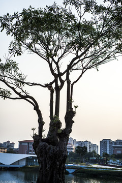 黄昏的大树