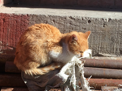 五台山猫