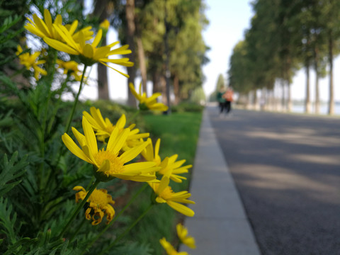 道路