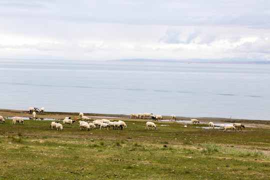 青海湖牧场