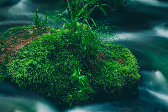 绿石谷青苔苔藓原生态水源地