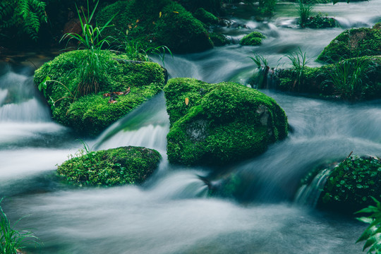 绿石谷青苔苔藓原生态水源地