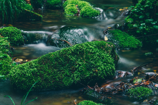 绿石谷青苔苔藓原生态水源地