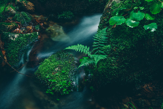 绿石谷青苔苔藓原生态水源地