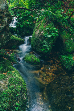 绿石谷青苔苔藓原生态水源地