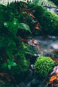 绿石谷青苔苔藓原生态水源地