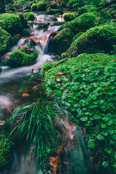 绿石谷青苔苔藓原生态水源地