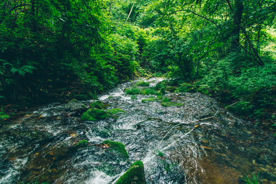 绿石谷青苔苔藓原生态水源地