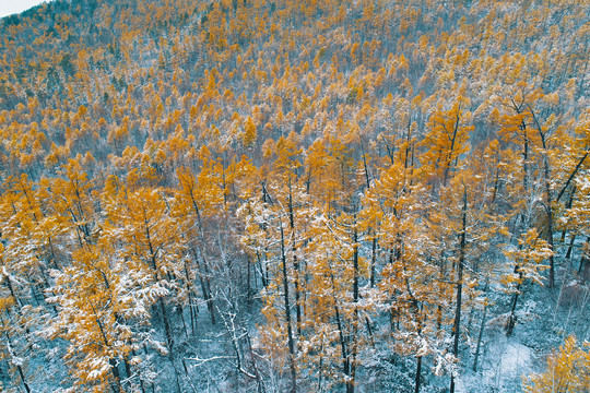 金秋林海彩林秋雪