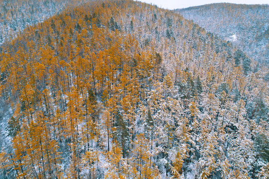 大兴安岭林海彩林秋雪