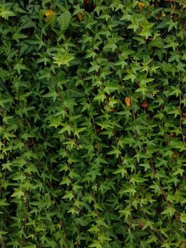 绿色植物背景