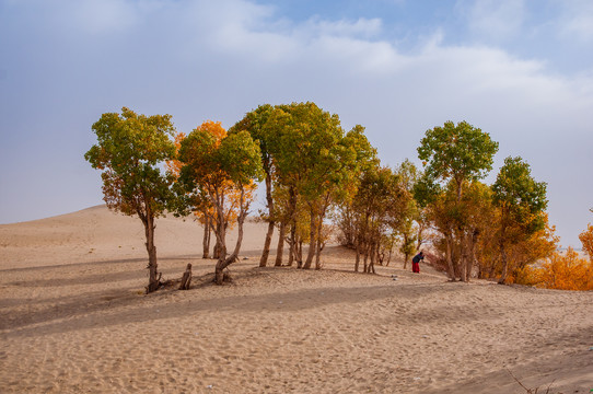 胡杨林