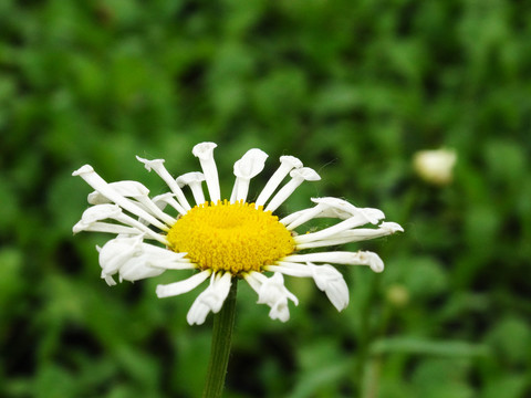 太阳菊