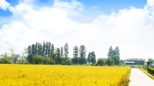 稻花香景区