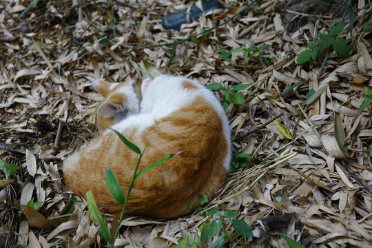 野猫