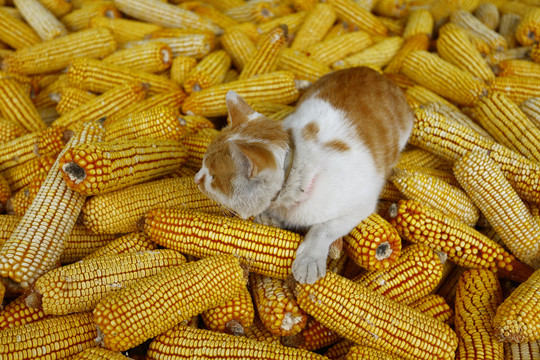 看守粮食的田园猫