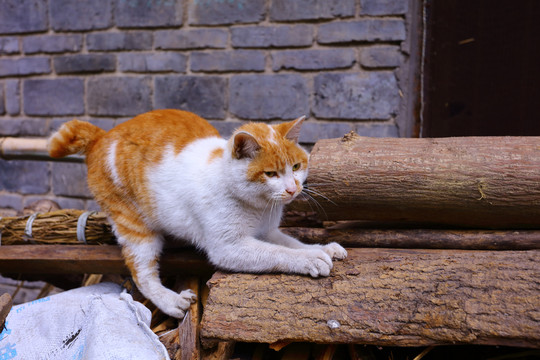 猫练习爪子