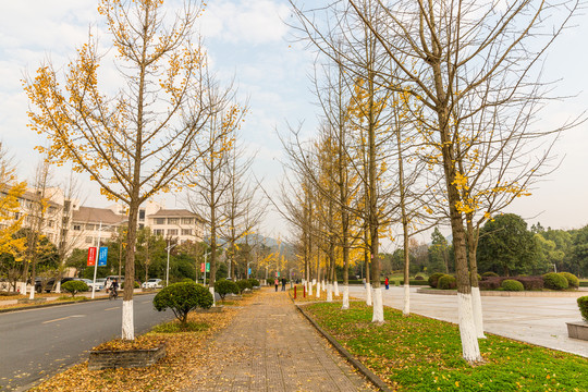 银杏树