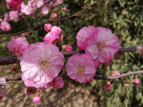 樱花