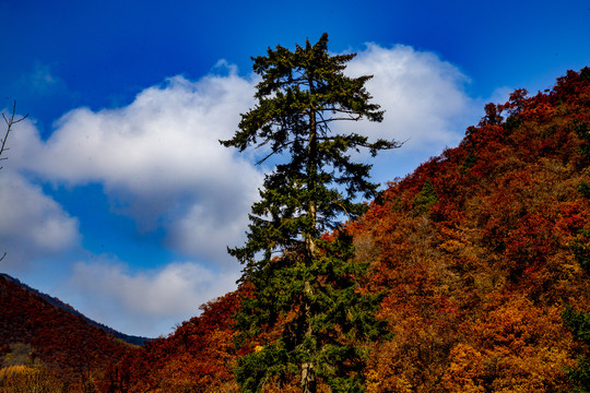 兴隆山秋色