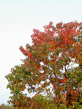 红叶乌桕树