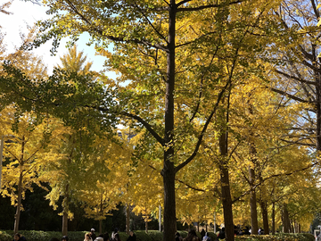 北京大学秋景