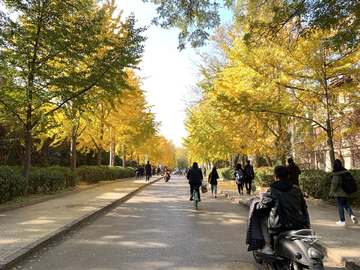 北京大学秋景