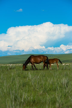 草原上吃草的母子马
