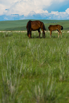 草原上的母子马